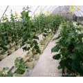 Greenhouse en plastique agricole avec système de seau néerlandais
